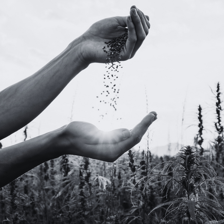 Salt and Light Merch: The harvest will come
